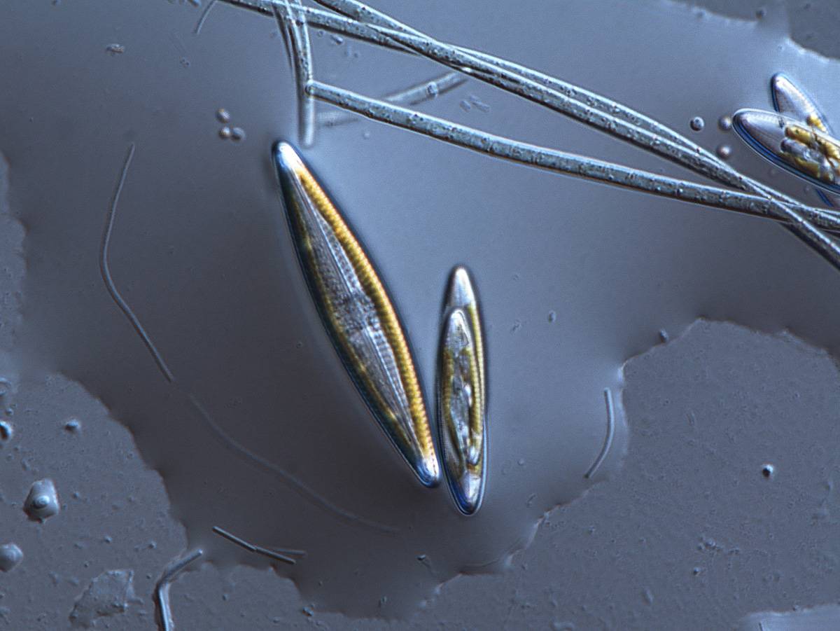 Bacterias que degradan compuestos orgánicos favorecen la fertilización marina 