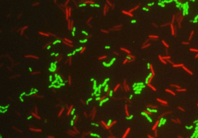 Bajo estudio las bacterias que otorgan al vino su agradable sabor