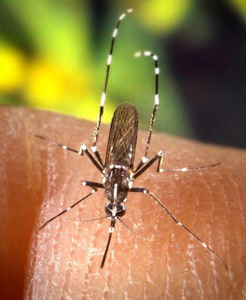 Batalla ganada al mosquito tigre