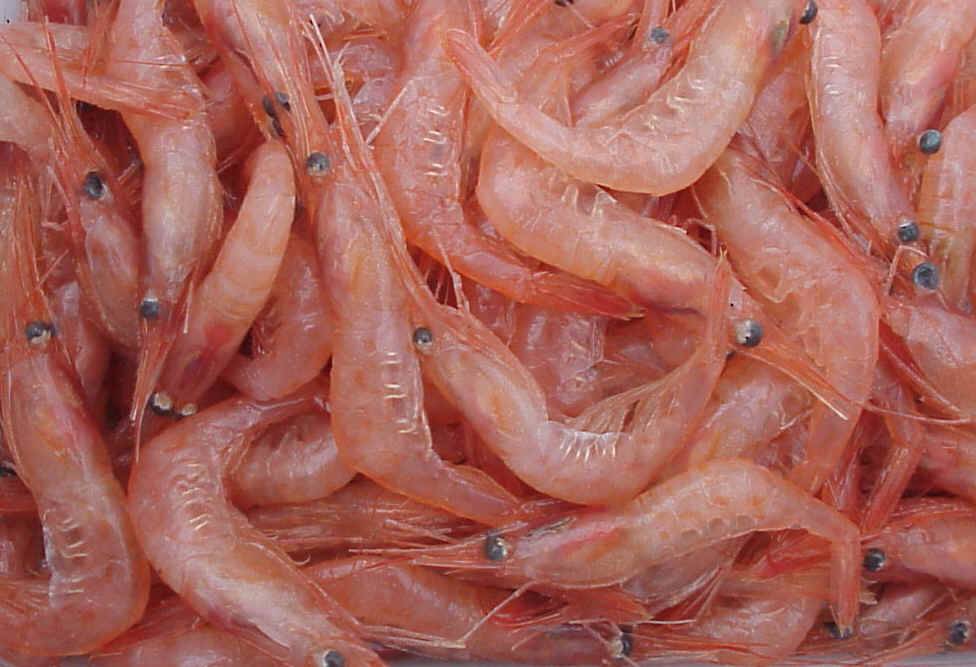 Biomembranas con cáscaras de gamba para mejorar el análisis de orina