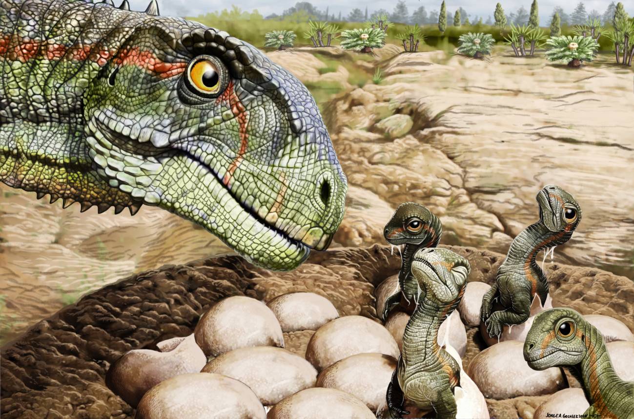 ¿Blandos o duros? El enigma de los huevos de dinosaurios