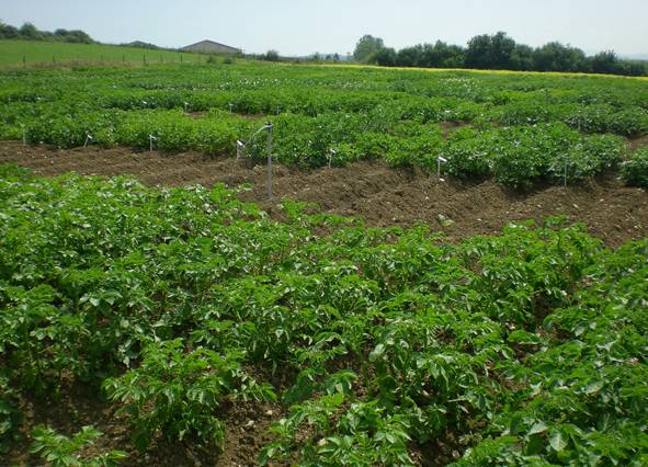 Buscan obtener almidón de alta calidad con nuevas herramientas que mejoran genéticamente la patata