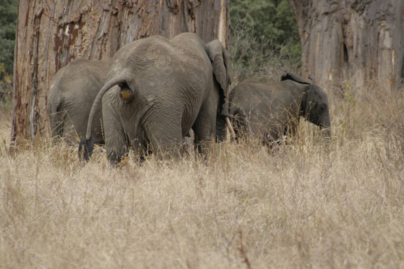 Caca de elefante, dildos para tortugas, gatos líquidos... las investigaciones más locas del año