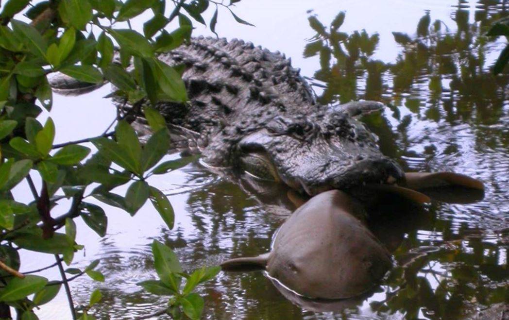 Caimanes y tiburones rivalizan en las costas de Florida
