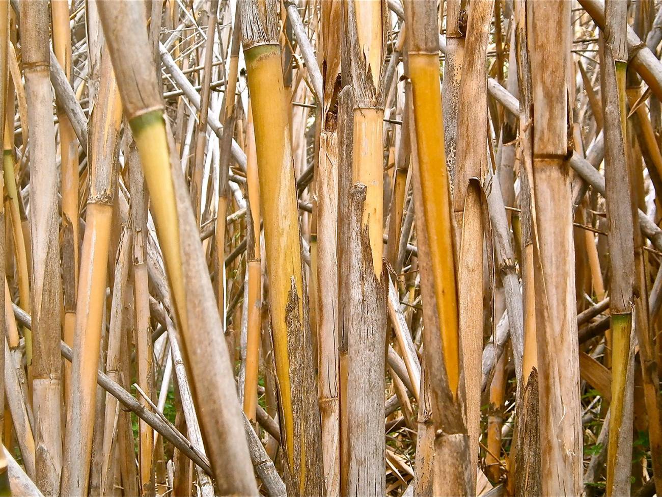 Cañas para fabricar tableros de madera más sostenibles