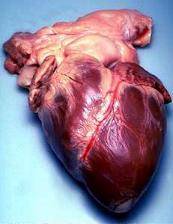 Casi 6.000 pacientes se han beneficiado del trasplante de corazón desde 1984 en España