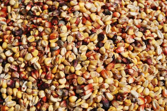 Científicos apuestan por el maíz como fábrica eficiente de productos farmacéuticos de base proteica
