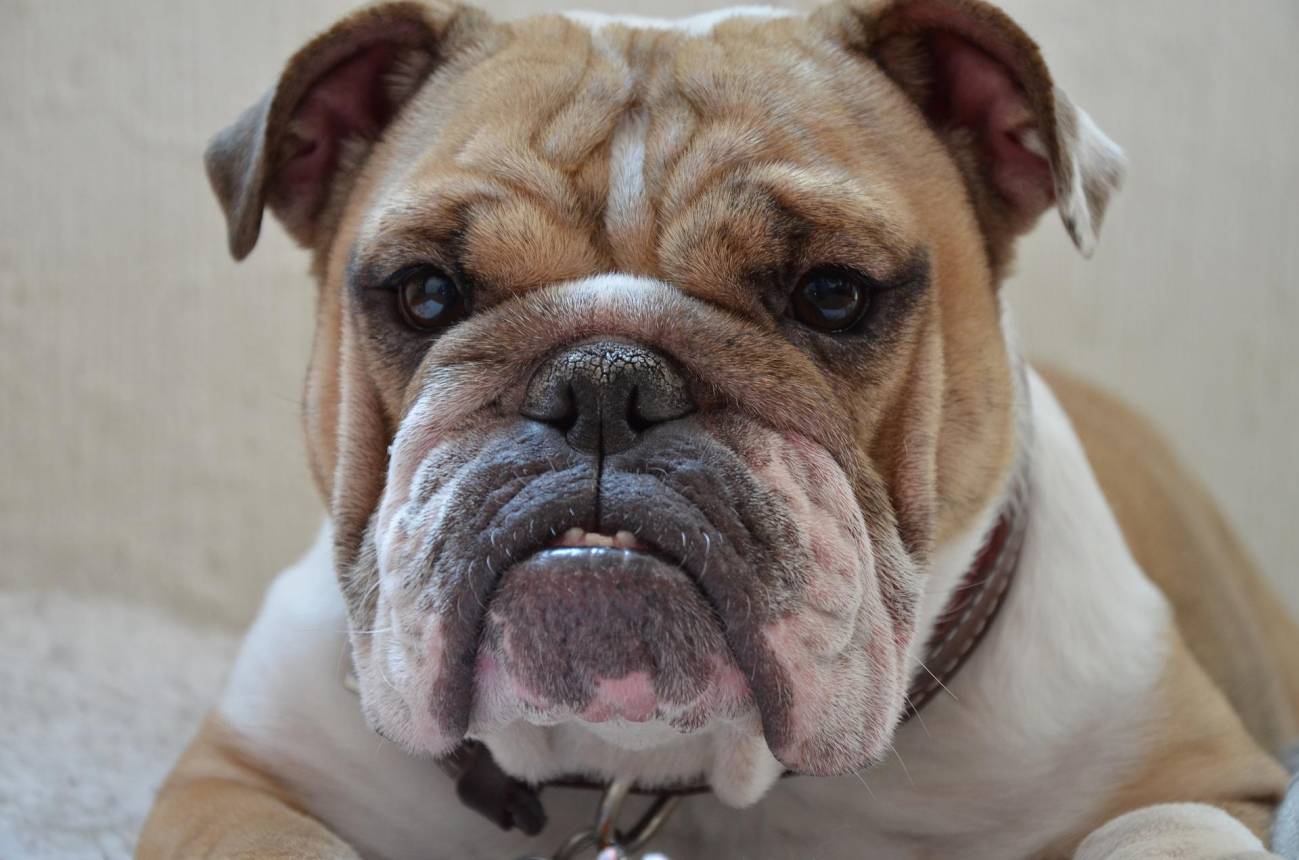 bulldog inglés