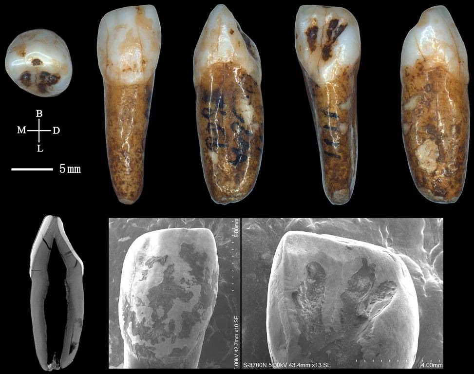 Científicos de España y China estudian fósiles humanos del Pleistoceno asiático