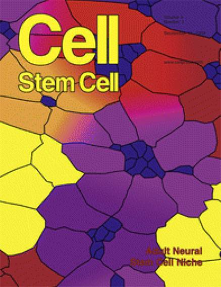 Científicos españoles colaboran en la caracterización del entorno de las células madre del cerebro