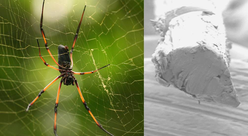 Araña de la especie Nephila inaurata