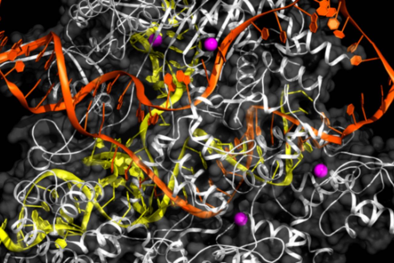 ilutración del funionamiento del CRISPR