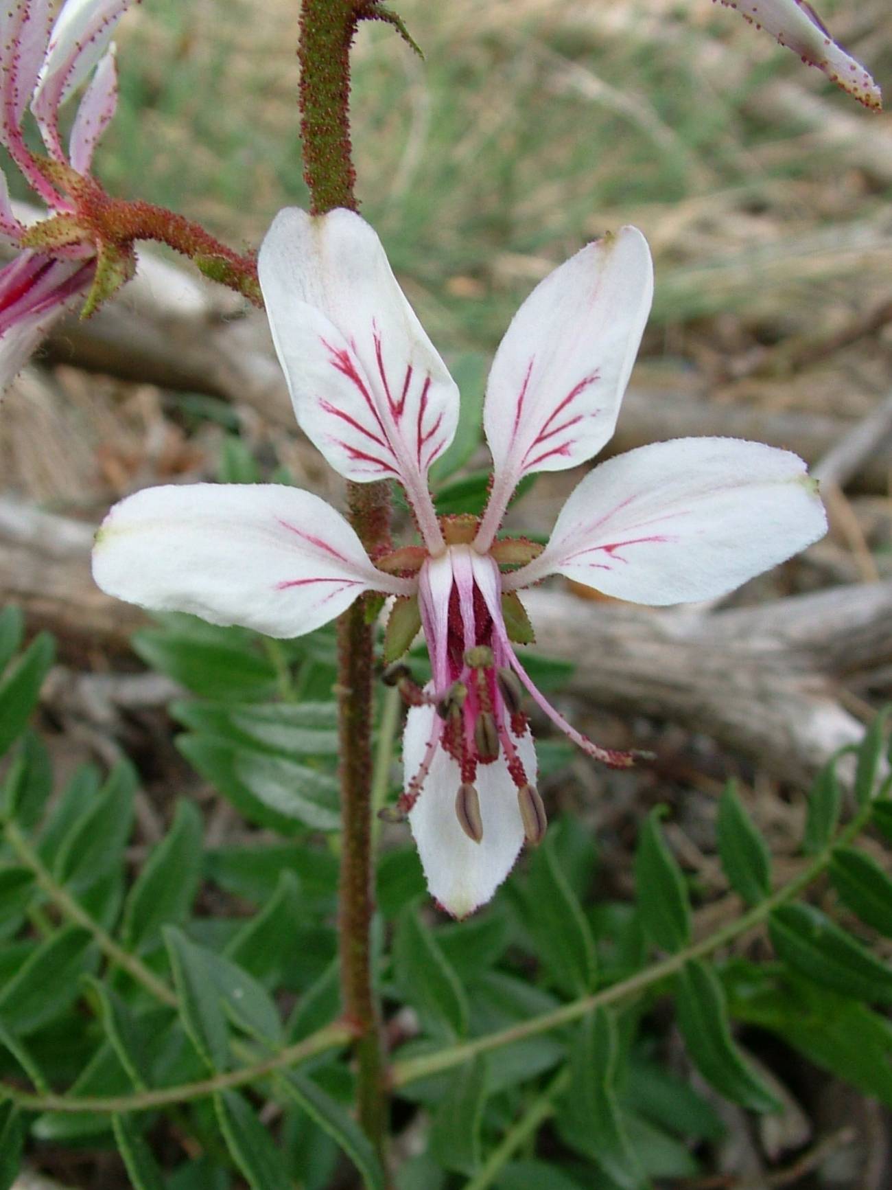 Díctamnus hispanicus