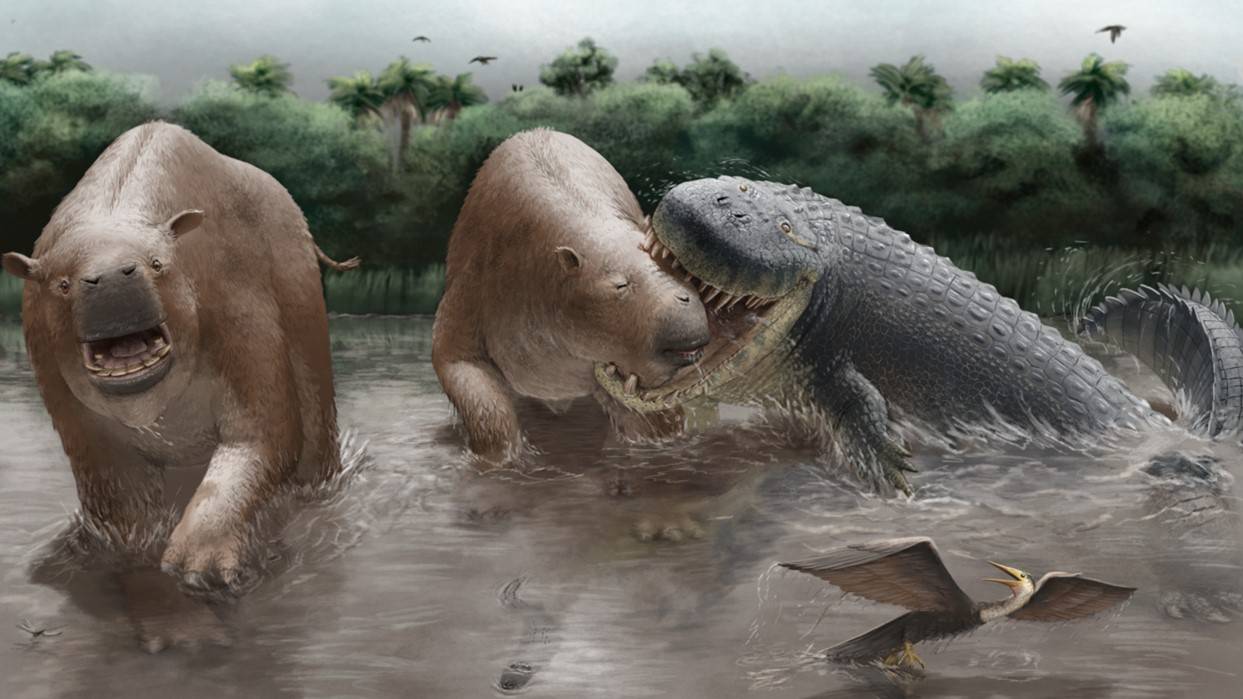Reconstrucción de Purussaurus neivensis atacando a Pericotoxodon platignathus.