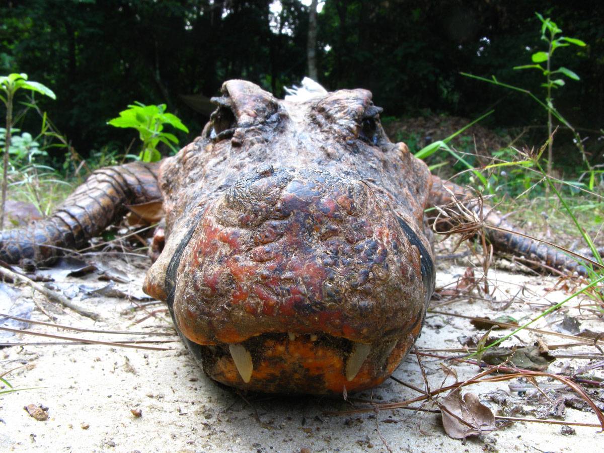 Cocodrilos enanos se vuelven naranjas al hacerse trogloditas 