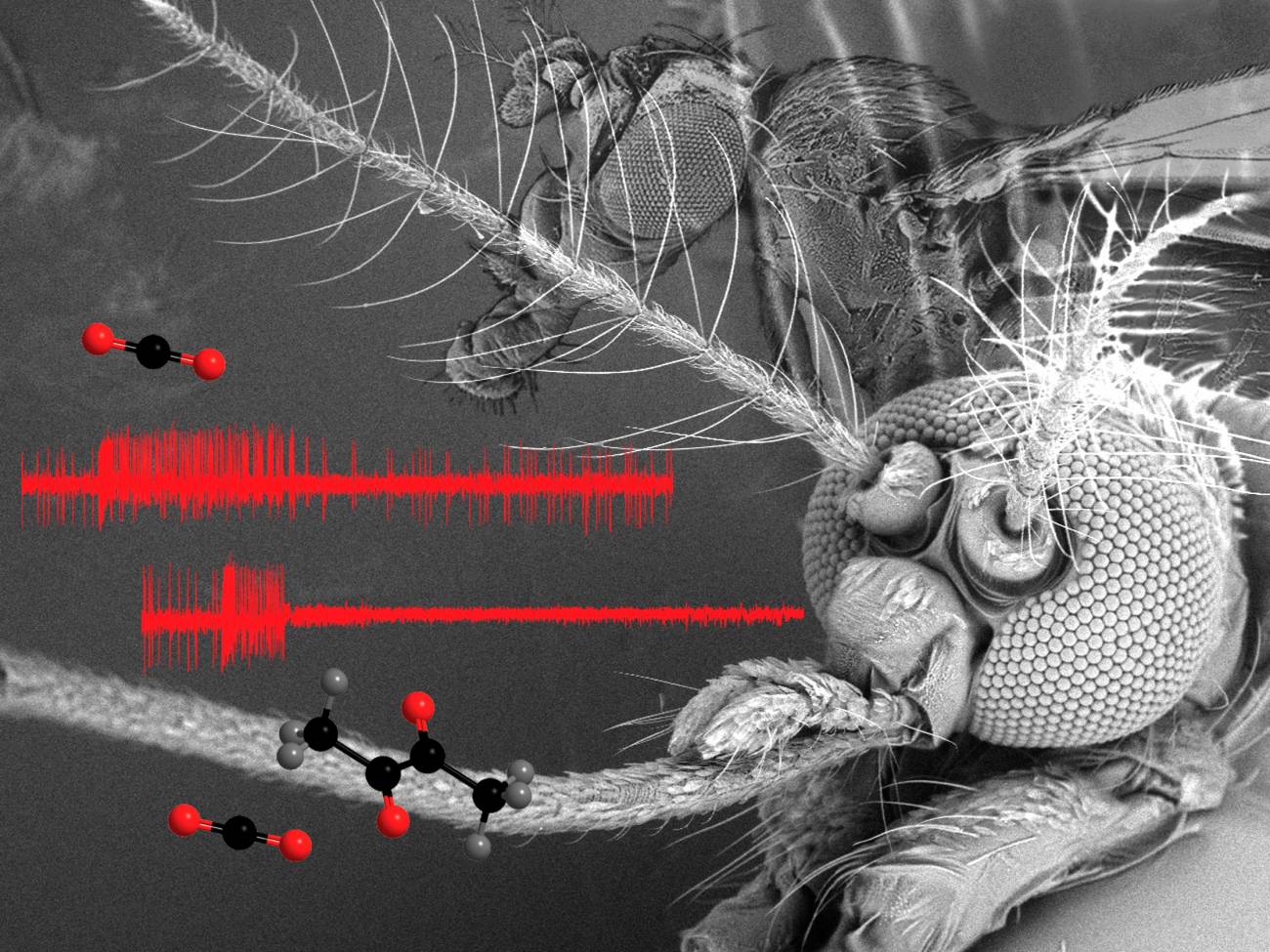Cóctel de aromas para ahuyentar a los mosquitos portadores de infecciones