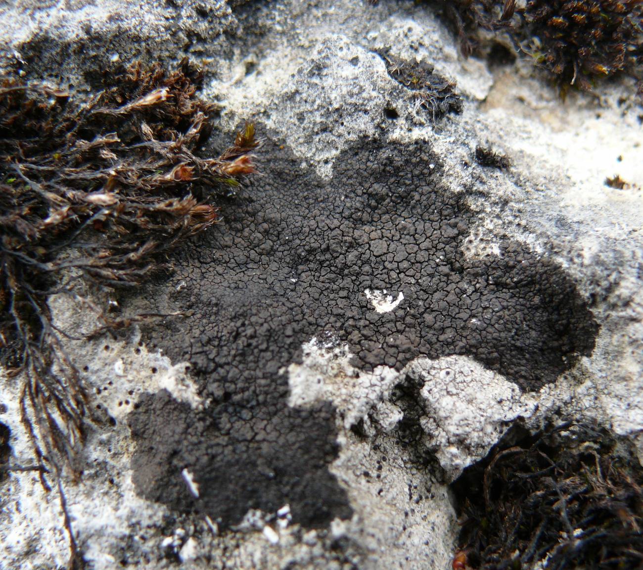 Colonización de una roca por el liquen Verrucaria nigrescens