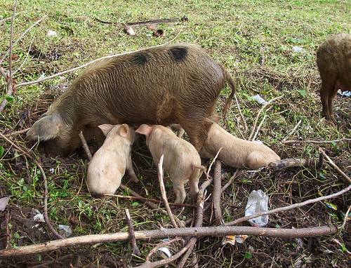 Combinan por primera vez herramientas bioinformáticas y ensayos inmunológicos en una especie doméstica