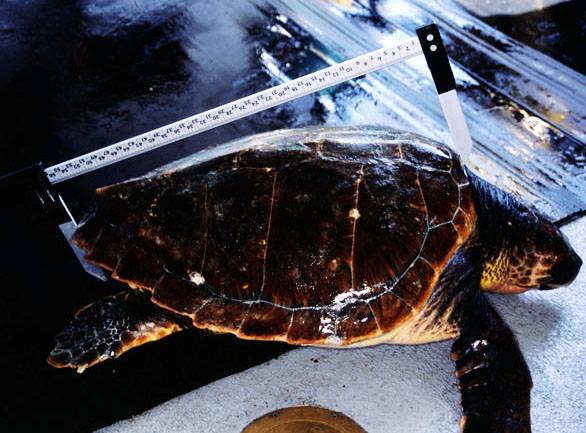 Comienza una iniciativa para marcar a las tortugas marinas en aguas españolas