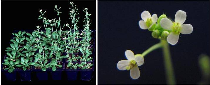 Cómo borran las plantas la memoria del invierno para florecer