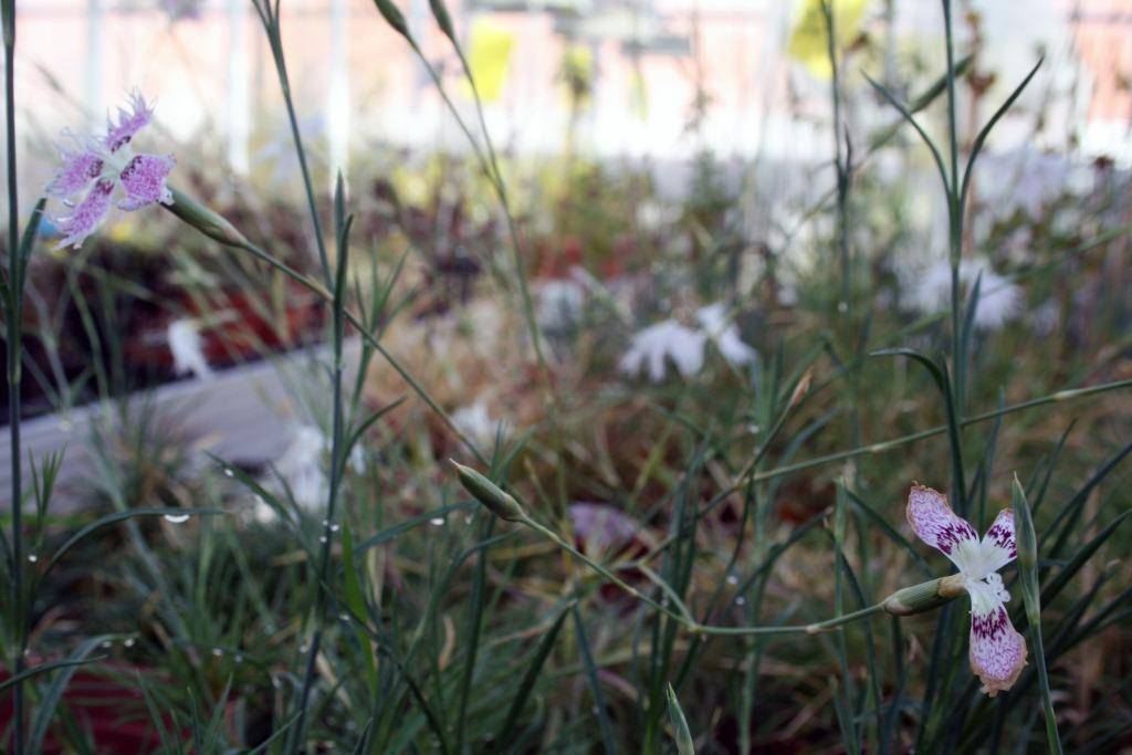 Cómo conservar un clavel autóctono del entorno de Doñana