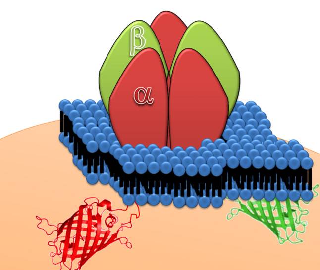 Cómo contar moléculas usando proteínas fluorescentes