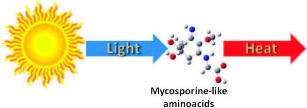 computational exploration of natural sunscreens