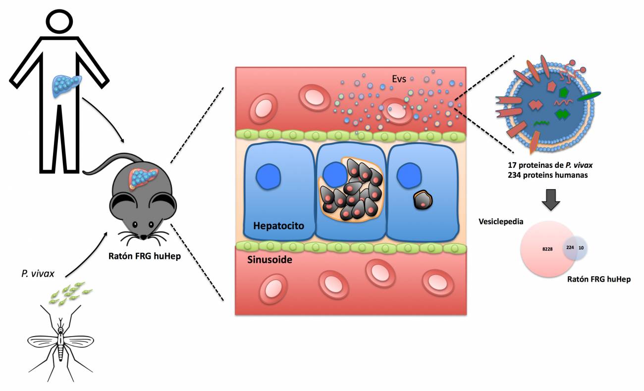 Infección de Plasmodium vivax en ratones humanizados