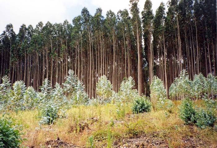 Cómo evaluar la sostenibilidad de las plantaciones forestales