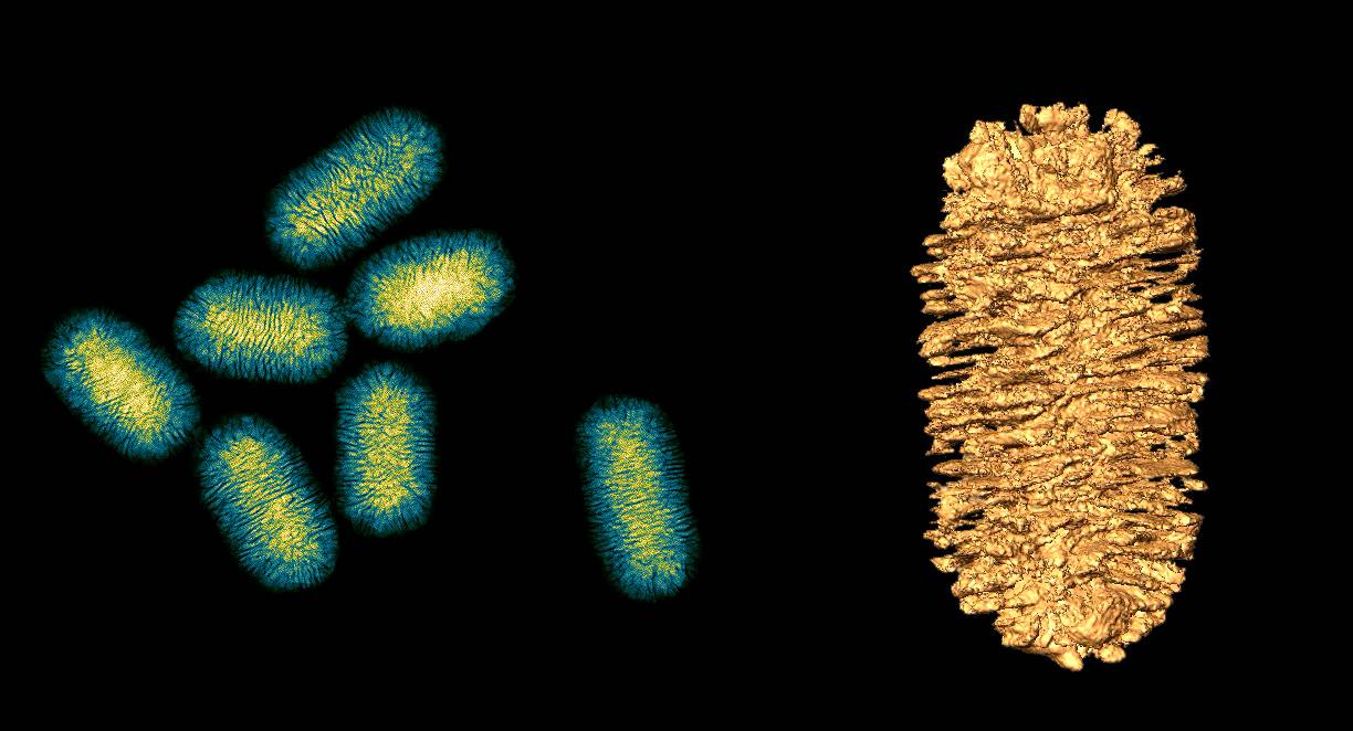 Cómo fabricar valiosos ‘nanotornillos’ de oro