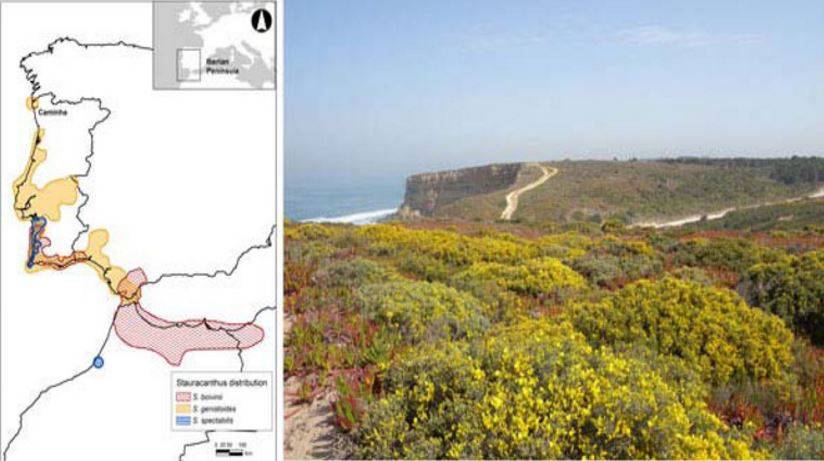 Cómo han evolucionado tres especies de arbustos en zonas áridas 