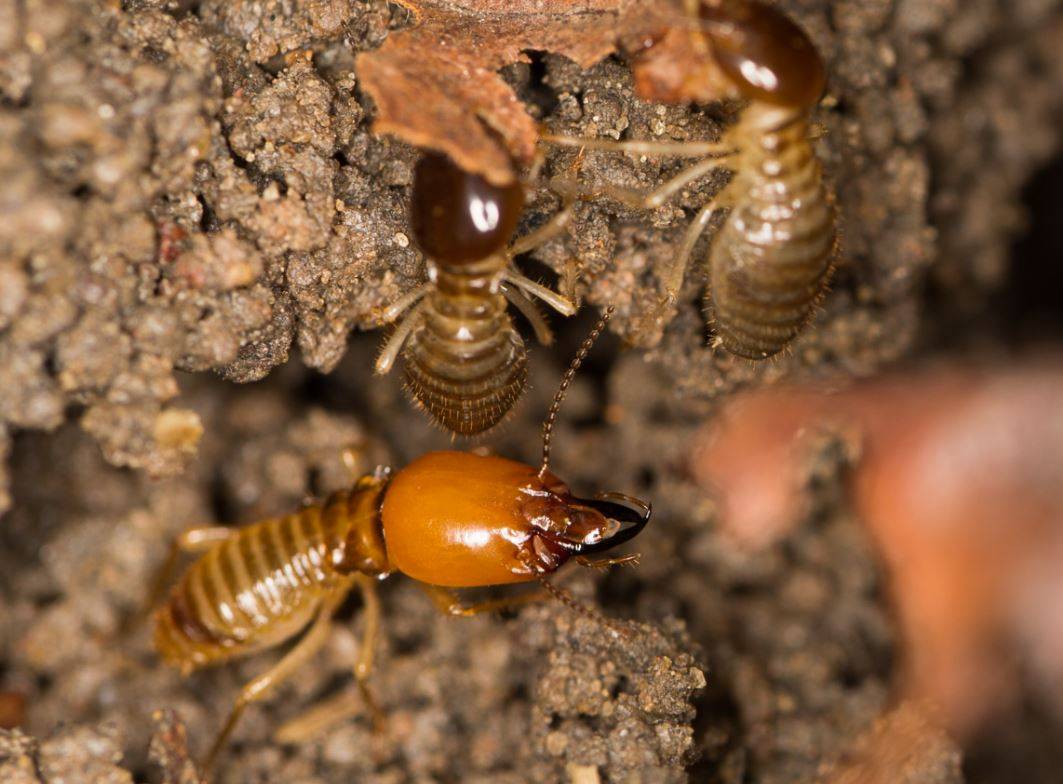 Cómo las termitas se convirtieron en insectos organizados socialmente