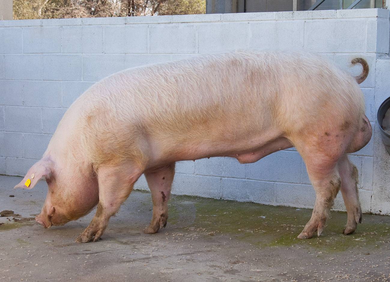 Cómo mejorar la conservación del semen de cerdos para inseminaciones artificiales 