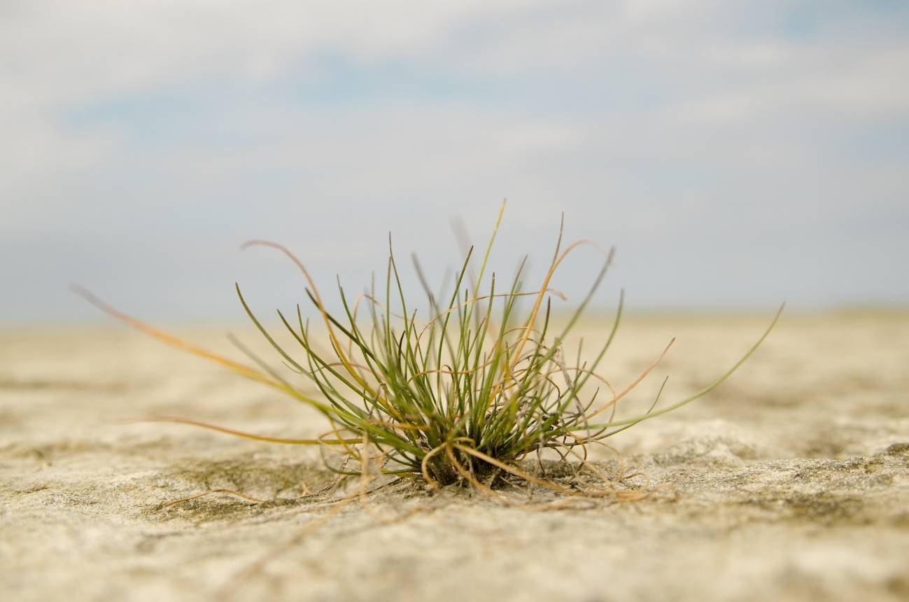 Cómo se adaptan las plantas a condiciones de cambio climático