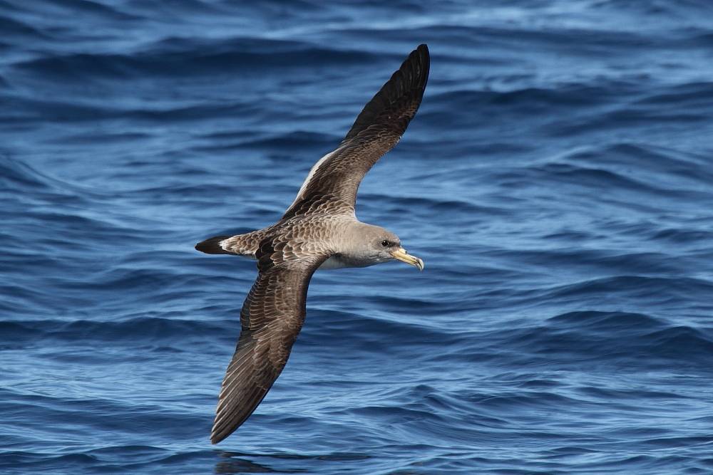Cómo se desorientan las aves marinas por la contaminación lumínica