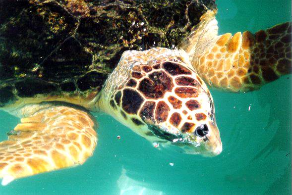 ¿Cómo se orientan las tortugas en mar abierto?  