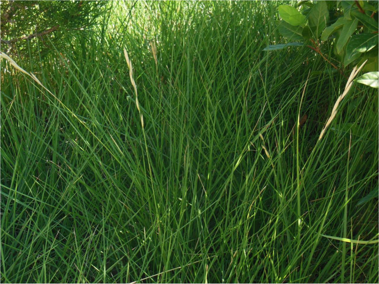 Cómo transformar el trigo, la cebada y el centeno en plantas perennes