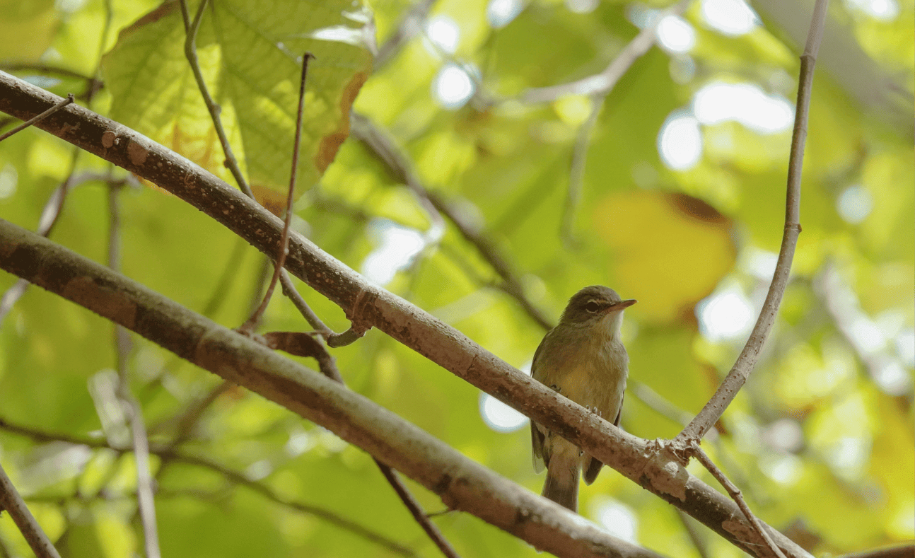 Reinita de Seychelles 