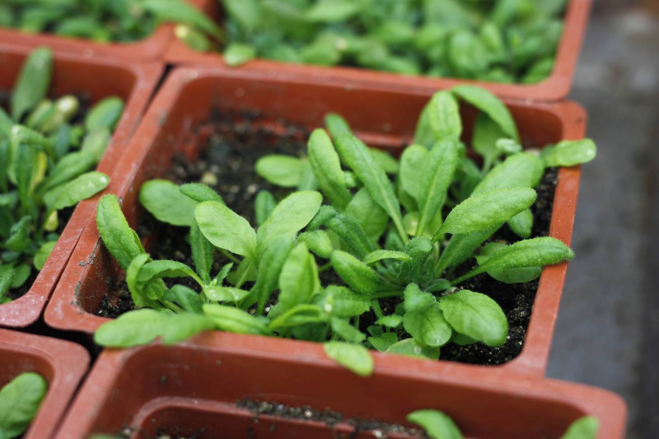 Compuestos emitidos por microbios fomentan el crecimiento de las plantas