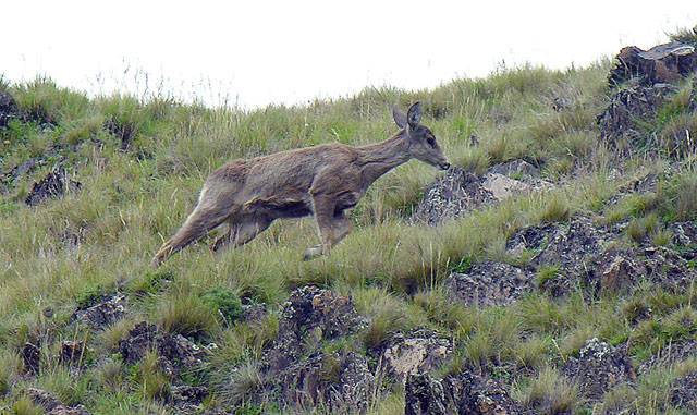 Fotografía del ciervo Taruka (Hippocamelus antisensis) 