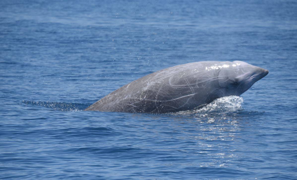 Confirmado: los zifios son los reyes del buceo 