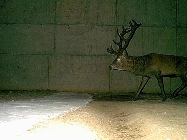 Confirman la necesidad de estructuras de paso para reducir la mortalidad de animales en las carreteras 