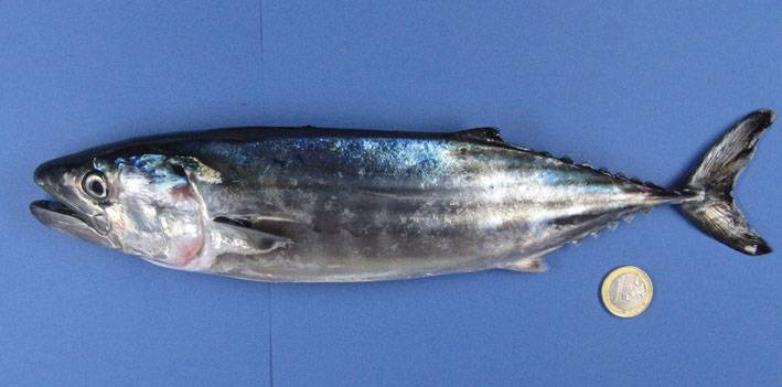 Consiguen cerrar por primera vez el ciclo biológico en cautividad del bonito atlántico