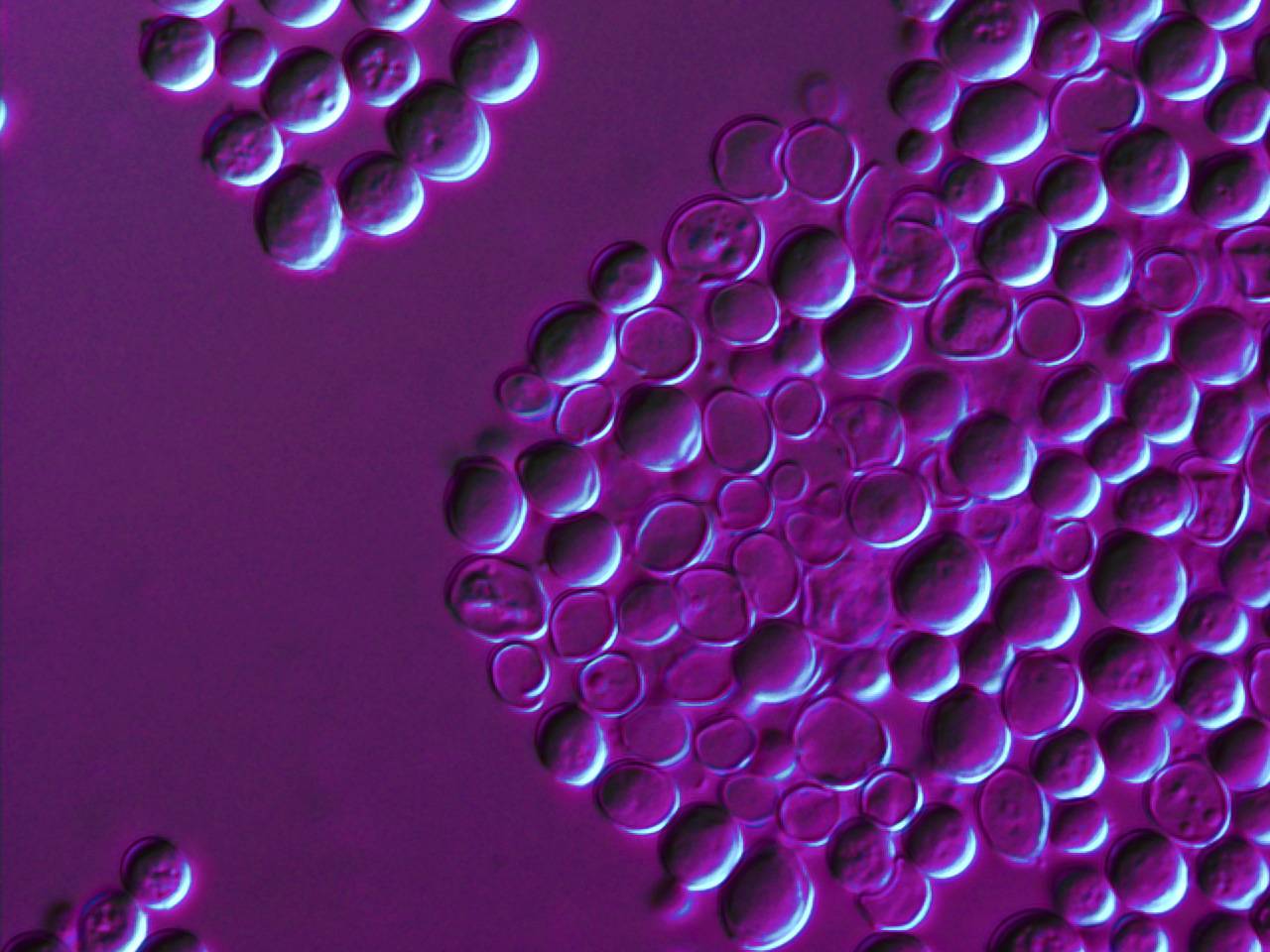 Consiguen levaduras más eficientes para mejorar y agilizar la fermentación de los vinos