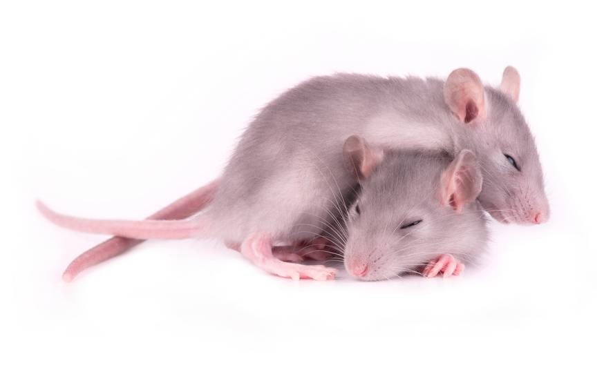 ratones dormidos