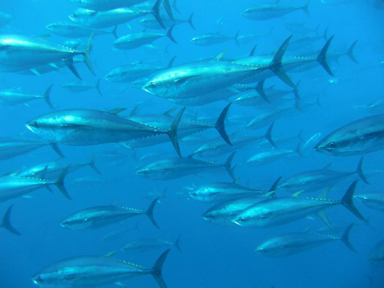 Consiguen por primera vez en Europa adaptar a la cautividad en tierra a juveniles de atún rojo