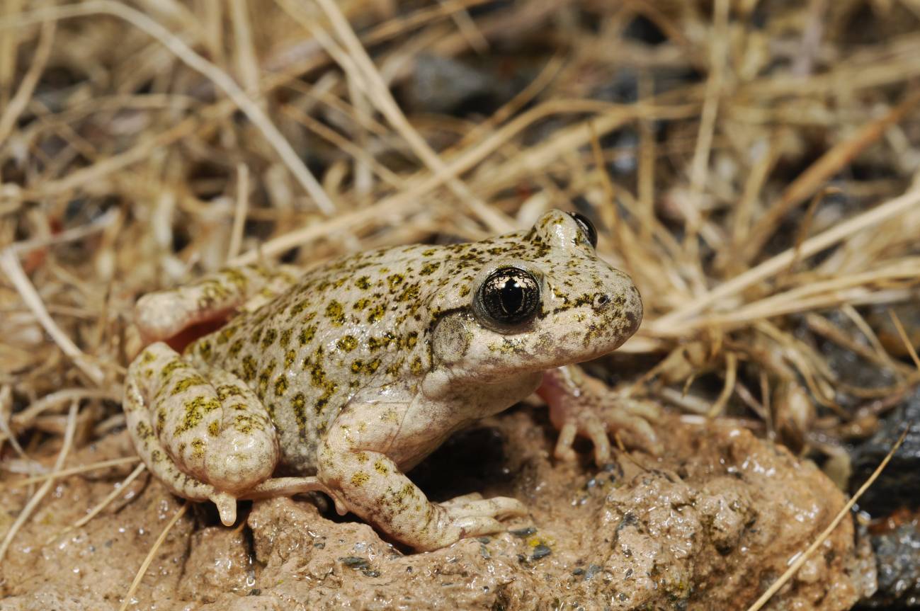 Ejemplar de sapo partero bético