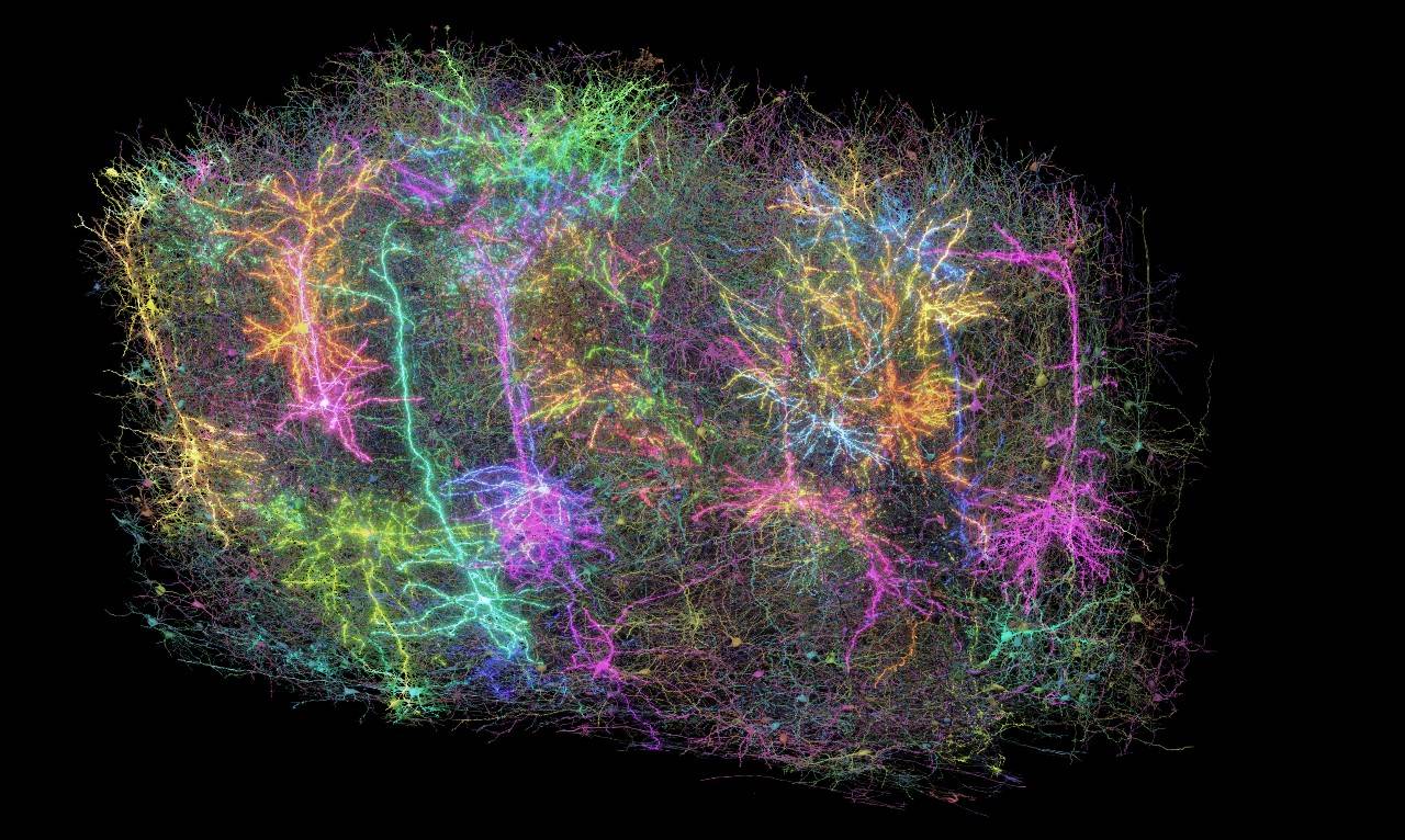 Reconstrucción en 3D del trozo de cerebro de ratón