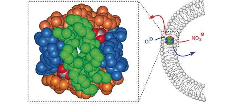 Crean nanoesferas para transportar aniones por la membrana celular