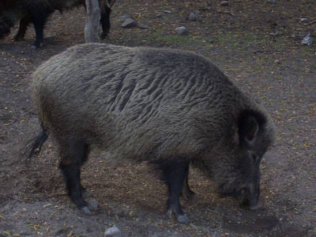 Crean un cebo para administrar por vía oral la vacuna de la tuberculosis bovina a jabalíes 